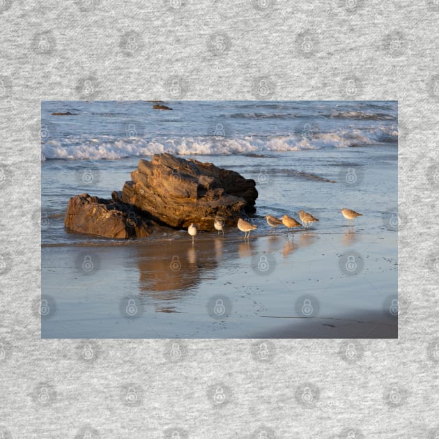 Shorebirds in a Straight Line at Crystal Cove by nancy.hajjar@yahoo.com